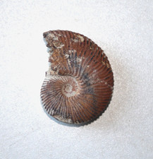 Ammonite du Valanginien de la