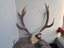 Massacre de cerf élaphe 