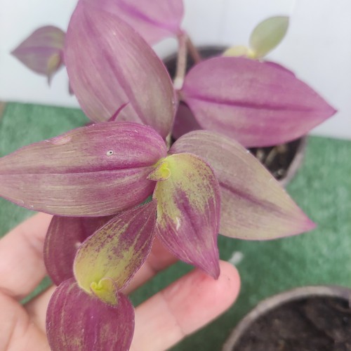 Zebrina purpusii - zebrina,