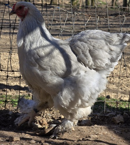 Isabel brahma hatching eggs - isabel,