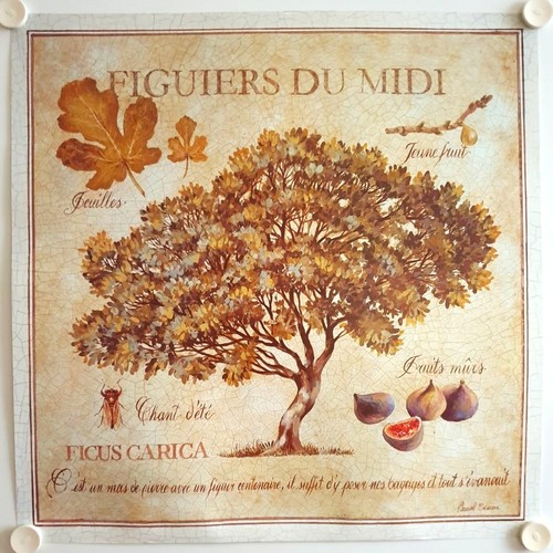 Affiche les figuiers midi - les,