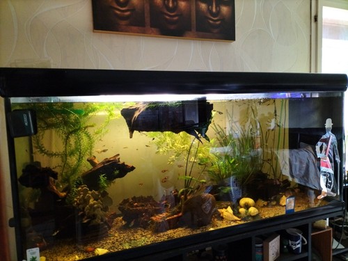 Aquarium avec meuble - aquarium,