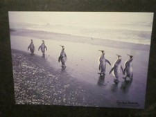 CP CARTE POSTALE, MANCHOTS