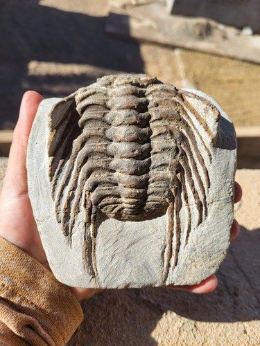 Spiny selenopeltis trilobite - selenopeltis,