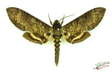 Manduca Occulta Hawk Papillon de Nuit 'Occult' Sphinx Mâle A1- Ensemble x1