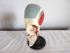 Cabinet of Curiosity Skinned Anatomical Model Half Composition Head