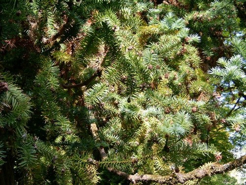 Graines araucaria chine - de,