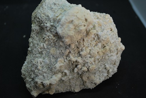 Corail fossile cap corse - corail, du