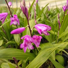 Bletilla striata - Orchidée