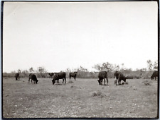 France, Camargue, manade Baroncelli, 1913 Vintage silver print. silver print