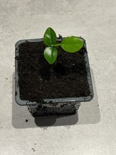 1 plant de COMBAVA en Godet de