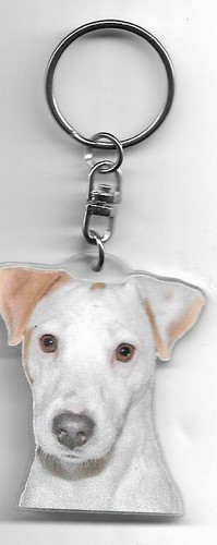 Jack russel chien - russel,