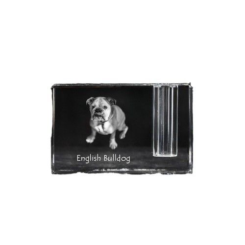 Bulldog anglais bouledogue - bouledogue,