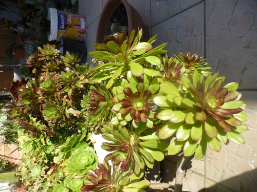 Beau lot boutures plantes - ,