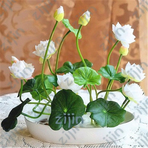 Graines fleur lotus - fleur, de