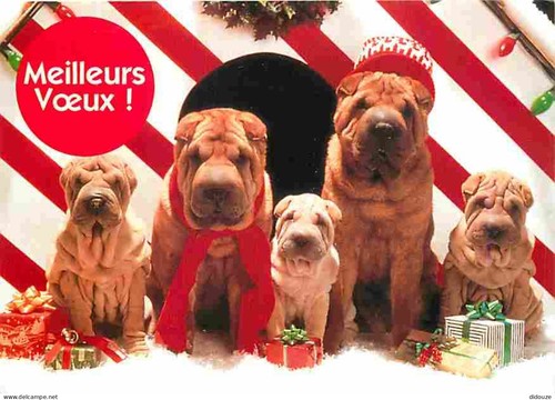 Carte postale animaux - postale,