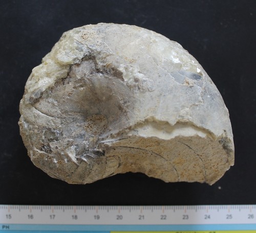Nautile fossile pliensbachien - fossile,