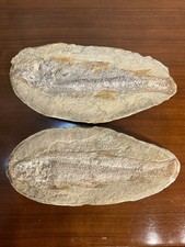 POISSON FOSSILISÉ , POSITIF