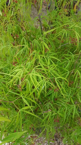Acer palmatum koto - acer, 'koto-no-ito'