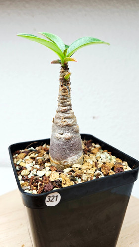 Adenium red caudex - , x