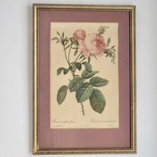 Gravure Rose Centifolia par