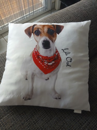 Coussin decoratif chien jack - decoratif,