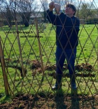 105 Brins d'osier vivants