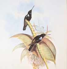 Gould PRUNELIE'S CALIGENE Hummingbirds Vintage Bird Art Print Bookplate 257