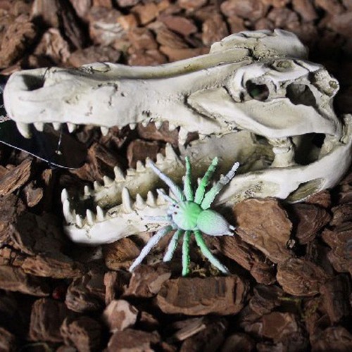Reptile vivarium - reptile,