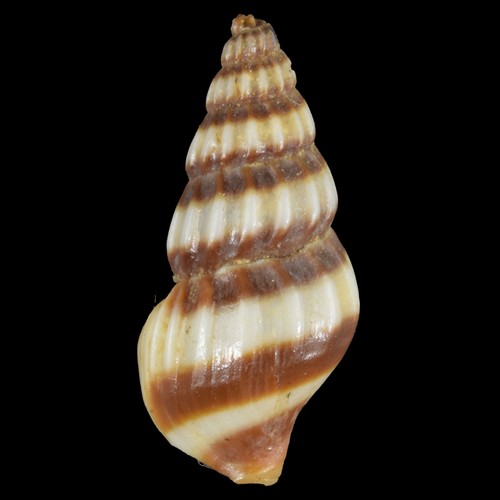 Anentome helena - anentome, (thailand)