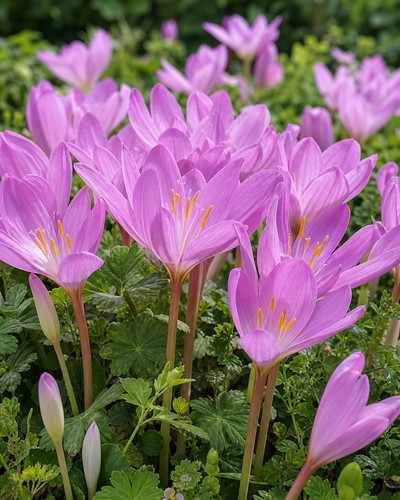Colchicum autumnale 200 - autumnale,,