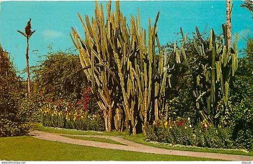 Carte postale fleurs - postale,