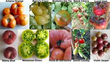 Collection 10 variétés de graines de tomates ( 7 graines par sachet)