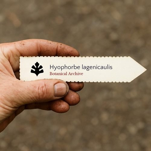 Hyophorbe lagenicaulis - , |