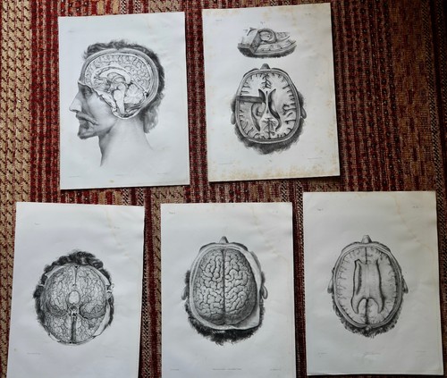 Anatomie bourgery jacob - bourgery,