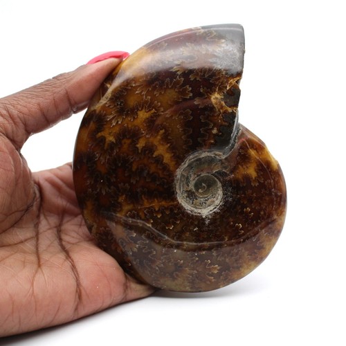 Ammonite polie madagascar - ammonite,