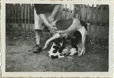  OLD PHOTO - VINTAGE SNAPSHOT - ANIMAL DOG FUNNY PUPPY - DOG PUPPY FUNNY 3