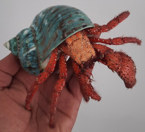 Taxidermie énorme bernard - taxidermie, :