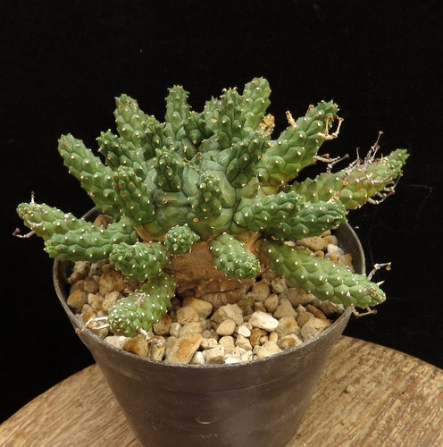 Euphorbia gamkaensis caudex - euphorbia, gamkaensis,