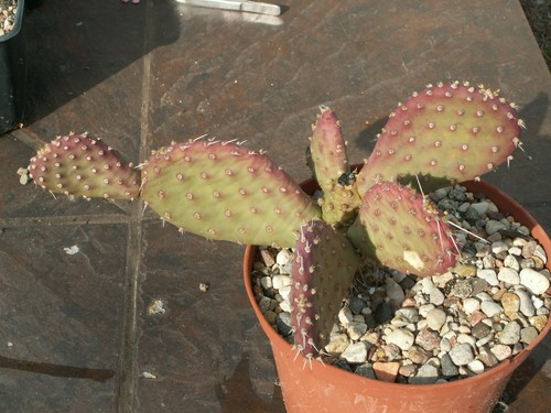 Opuntia hannover x - opuntia,