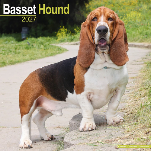 Calendrier 2027 basset - calendrier, hound