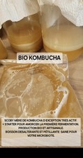 Mère Scoby De Kombucha Bio  D Exception + Starter de Démarrage + 100% Naturelle 