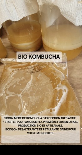 Mère scoby kombucha bio d - mère,