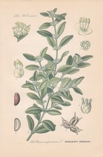 Buxus Sempervirens Spirale - Buis Buchs Thome Chromo-Lithographie De 1886