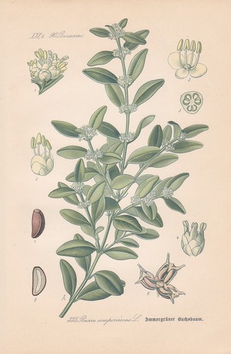 Buxus sempervirens spirale - sempervirens,