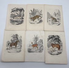 6 Gravures Animaux Paul