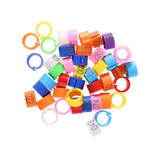 100 pcs bandes perruches - 100,