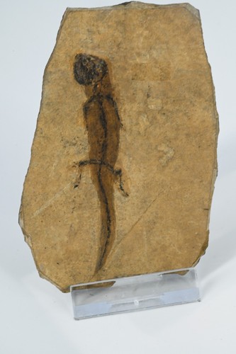 Salamandre fossile apateon - salamandre,