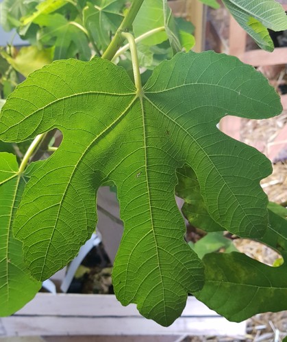 Ficus carica violet de - 'violet,
