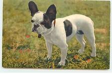 Dogs - French Bulldog
